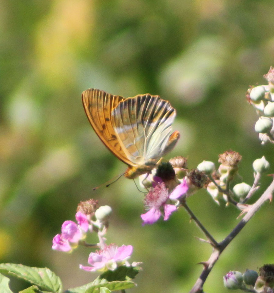 Argynnis paphia ?